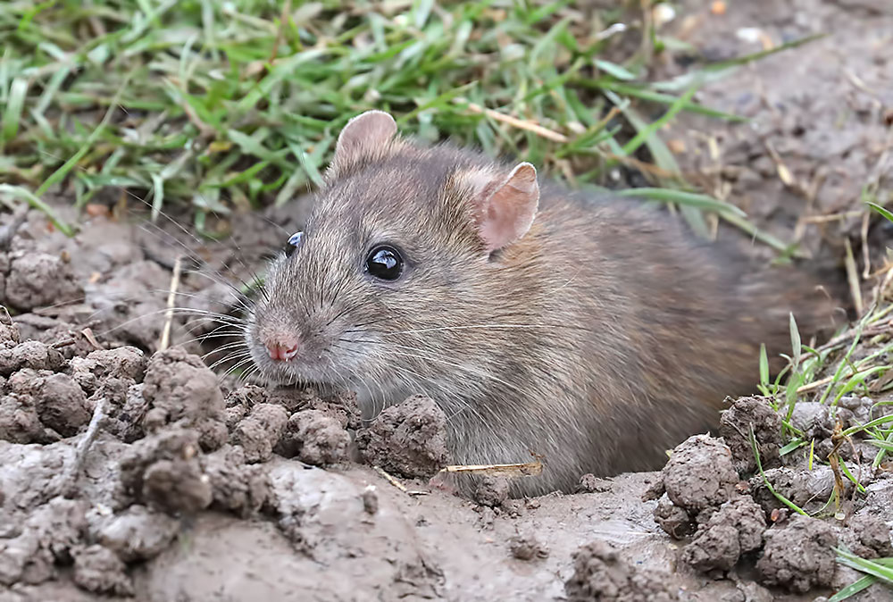 brown rat